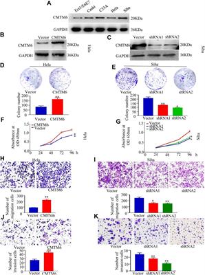 CMTM6 as a candidate risk gene for cervical cancer: Comprehensive bioinformatics study